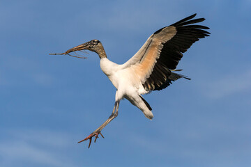 Wood Stork in flight with nesting material coming in to lAND AT NEST SITE