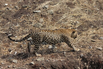 Beautiful design of skin of leopard in dry forest 