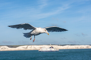 Fototapeta na wymiar Seagull flying in the sky near the coast of Great Britain