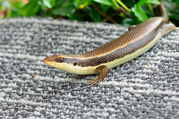 Small skink That is easily found in damp shade