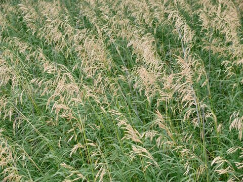 Smooth Brome Grass Field In Summer Wind