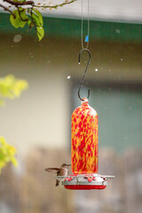 Anna's hummingbird taking a sip of from the feeder in the rain.