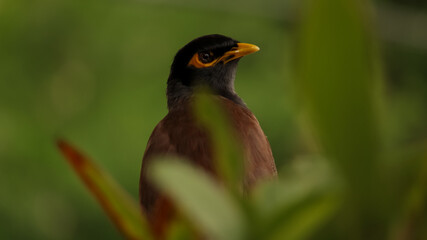 Mynah bird in the grass