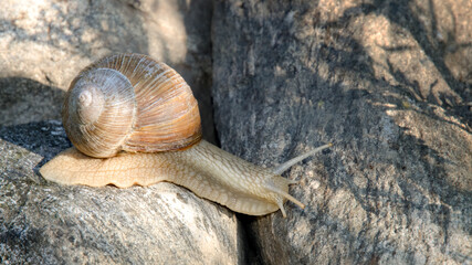 Weinbergschnecke
