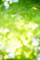 Fototapeta na wymiar Concept nature of green leaf on blurred bokeh with copy space using as background natural, abstract background, greenery background, fresh wallpaper.