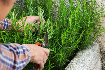 Young man cutting rosemary with garden pruner in hands