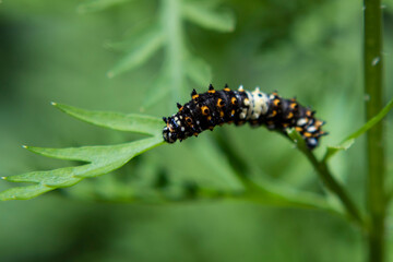 Caterpillar on leaf