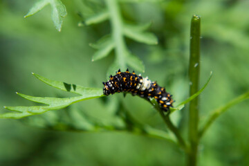 Caterpillar on leaf