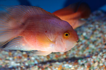 Marine life in aquarium