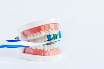 Fototapeta na wymiar Model of teeth jaw holds toothbrush. Demonstration of brushing teeth.