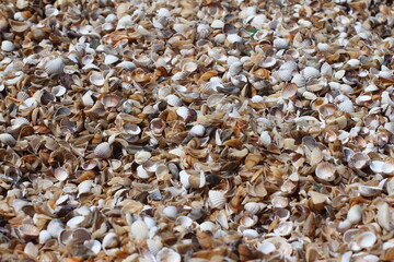 Seashells Background. Seashells in a sand.