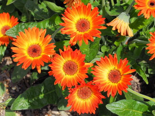 Beautiful Flowers 