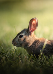 Wild rabbit in susent