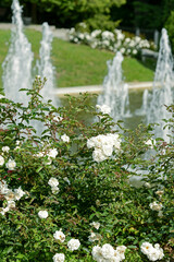 water fountain in the roses garden