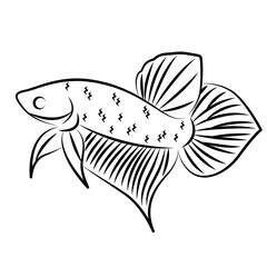 Betta Wild Line Art Minimalist Vector