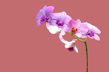 Thai cut orchid on earth tone background