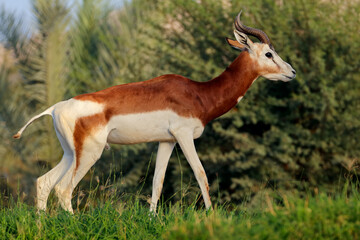 Naklejka na ściany i meble Male critically endangered dama gazelle (Nanger dama), Northern Africa .