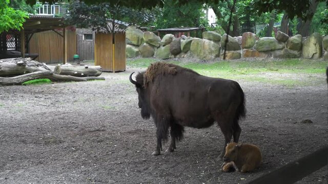 Bison with a baby bison laying on the ground in an aviary. The last representative of wild bulls. Kiev zoo. Kiev Ukraine. Prores 422. 