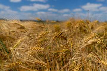 Golden grain against the blue sky. Ripe Rye