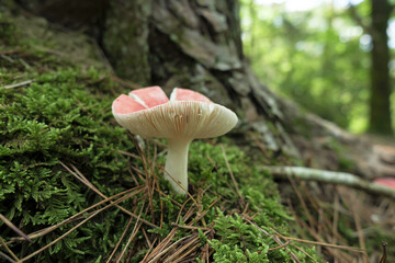 ウォーキング中にニオイコベニタケを発見！