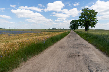 Country road between fields