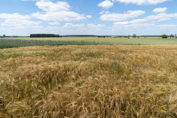 Close up of a cornfield against a field background on a beautiful summer day.
