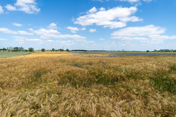 Close up of a cornfield against a field background on a beautiful summer day.