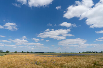 Fototapeta premium Golden grain against the blue sky. Ripe Rye