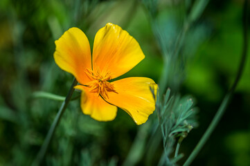 Yellow Poppy