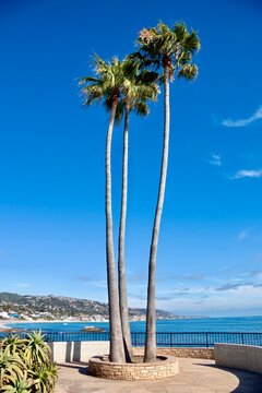 palm trees overlooking the beach