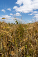 Golden grain fields on a sunny summer day. Polish countryside.