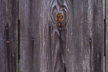 Holztafel altes Holz retro Holzplatte, Hintergrund