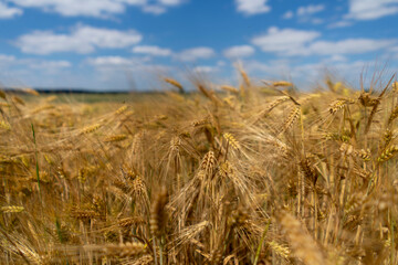 Golden grain against the blue sky. Ripe Rye