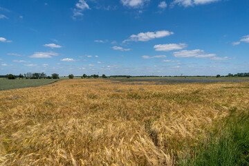 Golden grain against the blue sky. Ripe Rye