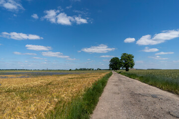 Road among the fields of grain