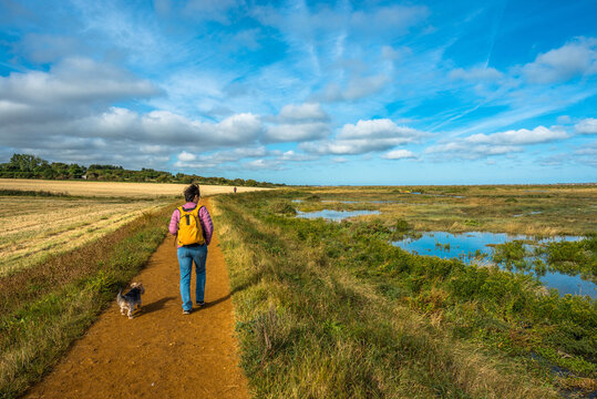 Dog walking on Morston salt Marshes in North Norfolk, East Anglia, England, UK.
