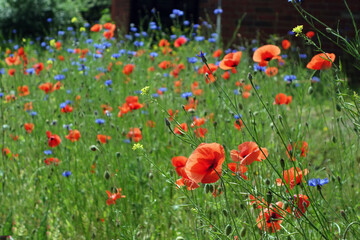 Fototapeta premium Wildblumenwiese mit Korn- und Mohnblumen