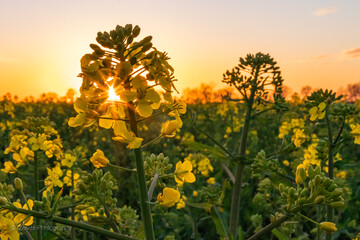 Rapsblüte in der Abendsonne bei Neuruppin als close up