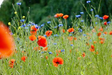 Sommerwiese mit Mohnblumen und Kornblumen