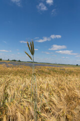 Obraz premium A lonely blade of grain against the background of the field