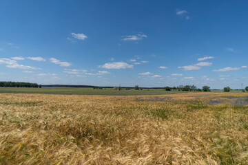 Golden grain fields on a sunny summer day. Polish countryside.
