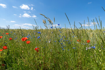 Poppies in the field on a sunny summer day. Polish countryside.