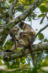 Wild ugandan red colobus monkey with a newborn sitting on the branch, Kibale National Forest,...