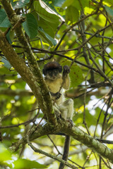 Newborn wild ugandan red colobus monkey on a branch, Kibale National Forest, Uganda.