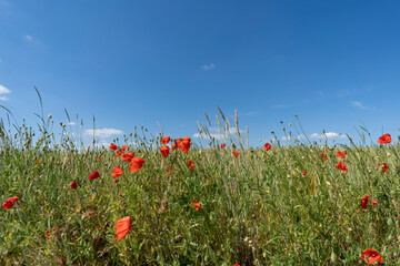 Poppies in the field on a sunny summer day. Polish countryside.