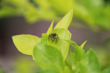 Jumping spider
