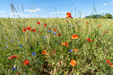 A summer meadow full of flowers