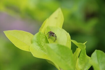 Jumping spider