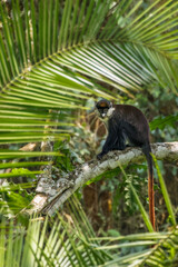 A Schmidt's Red-tailed Monkey stares curiously from the branches of a tree when the family troop takes a rest break, Kibale National Forest, Uganda.
