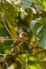 Northern grey-headed sparrow (Passer griseus) on a branch, Kibale National Forest, Uganda.